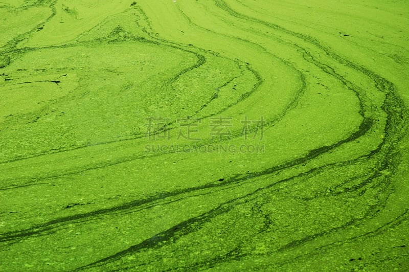 池塘,绿色,藻类,湖,水,湿,自然,海洋生命,厚的