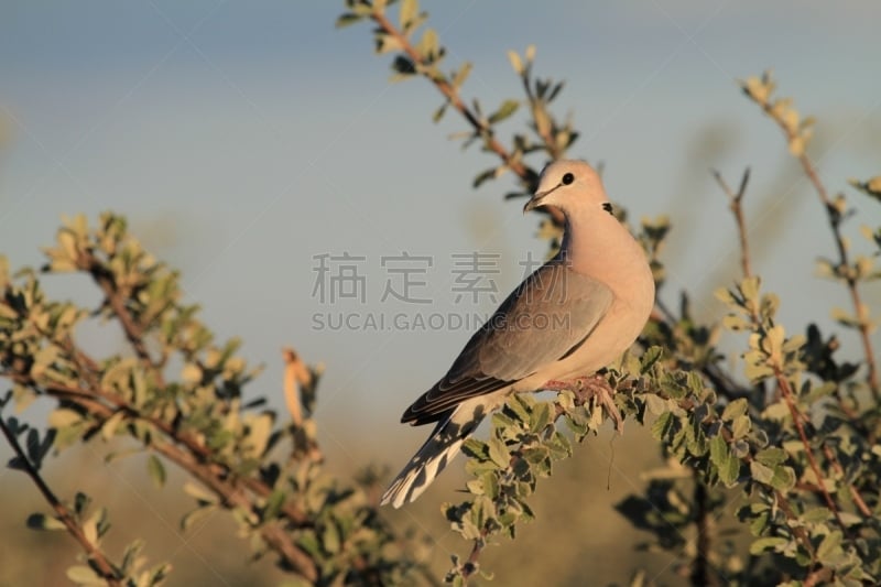 岬斑鸠,埃托沙国家公园,水平画幅,黎明,无人,纳米比亚,枝,户外,白昼,摄影