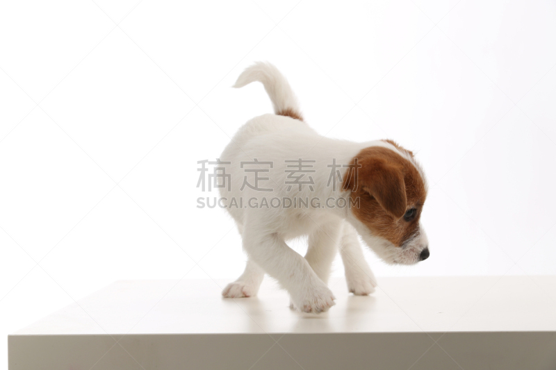 特写,小狗,杰克拉瑟短腿犬,白色背景,全国大学生体育协会,水平画幅,无人,乌克兰,摄影