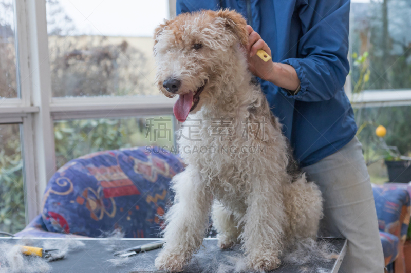 福克斯猎狐犬,理毛行为,宠物美容师,动物喂养装置,水平画幅,梗犬,专业人员,狗,桌子