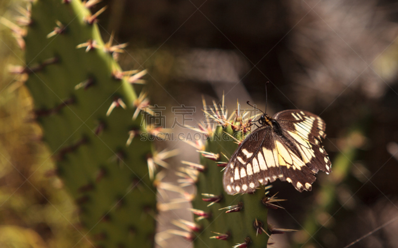 Anise Swallowtail,梨果仙人掌,茴香凤蝶,拉古娜海滩,仙人球,凤尾蝶,野生动物,美国,水平画幅