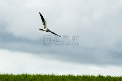 马戏团,田地,雄性动物,桨叉架船,在上面,农业,濒危物种,云景,自由,风