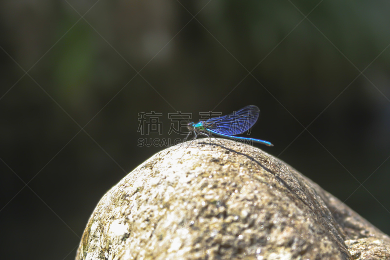 岩石,蓝蜻蜓,自然,野生动物,蜻蜓,水平画幅,错觉,特写,脆弱,刺荨麻