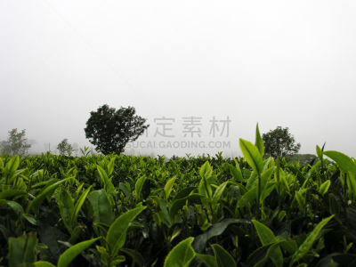 茶树,自然美,风景,阿萨姆,大吉岭,锡金,慕那尔,枝繁叶茂,马来西亚,饮料