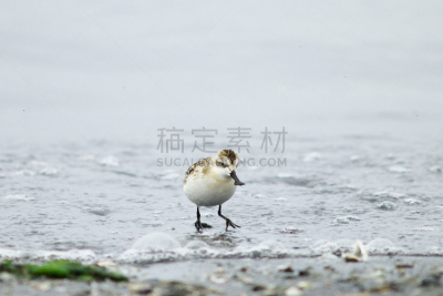 匙形喙矶鹞,鷸形目,矶鹞,野生动物,水平画幅,生物,无人,日本,鸟类,观鸟