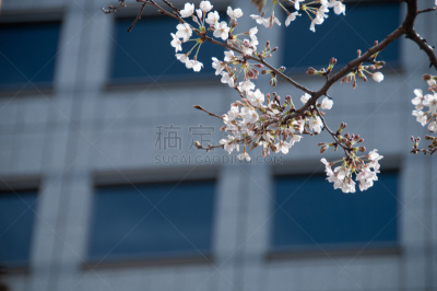 背景,办公室,樱花,樱之花,白色,运动模糊,坎达河,新宿区,涉谷区,花见节