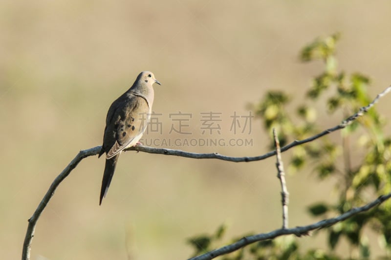 北美斑鸠,枝,自然,野生动物,水平画幅,鸟类,动物身体部位,观鸟,野外动物,户外