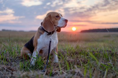 狗,比格犬,秋天,黄昏,球,褐色,水平画幅,草原,动物身体部位,夏天