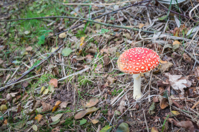 毒蝇菇,水平画幅,无人,户外,生物学,草,特写,毒蘑菇,真菌,伞形毒菌