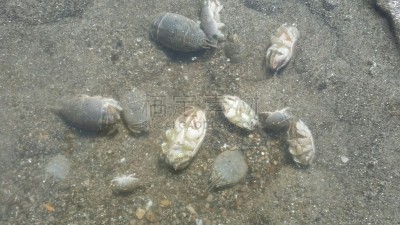 海洋生命,沙子,太平洋,海滩,大桶,旧金山,加利福尼亚,鼹鼠,螃蟹,灰色