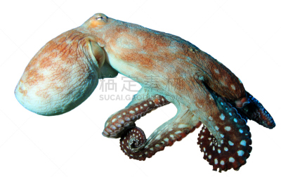 章鱼,day octopus,热带鱼,水平画幅,无人,水下,白色背景,背景分离,海洋,剪贴路径