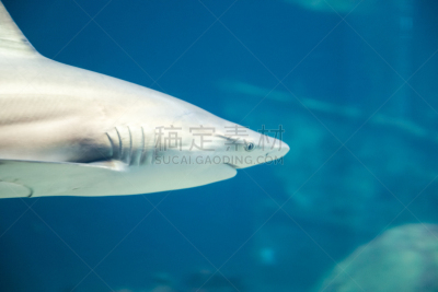 水族馆,礁鲨,海洋生命,渔业,捕鲸,热带气候,动物嘴,鲨鱼,动物,水下