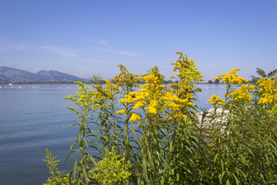 博登湖,早晨,夏天,湖,奥地利,八仙湖,秋麒麟草属,水,水平画幅,无人