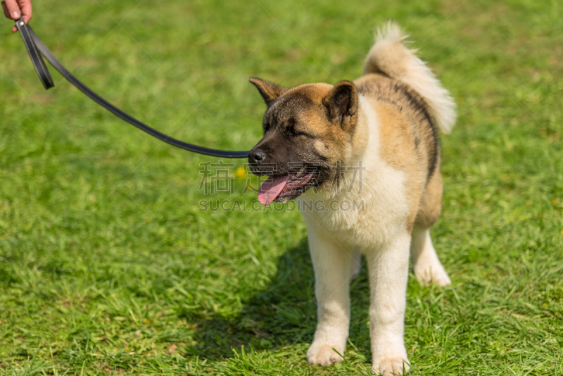 日本柴犬,狗,派克大街,可爱的,宠物,自然,传统,白昼,热,狗链