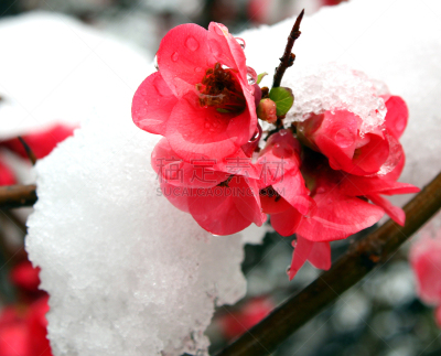 雪,在下面,红色,传统,寒冷,玫瑰,皱皮木瓜,清新,环境,马尔马拉海地区