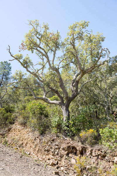 葡萄牙,cork tree,垂直画幅,天空,公园,无人,古老的,户外,干的,植物