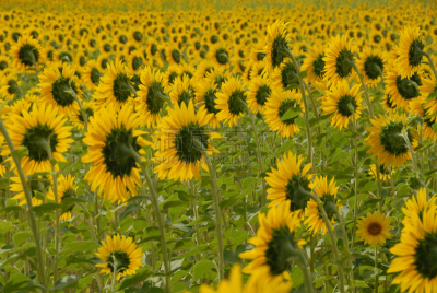 水平画幅,绿色,无人,趋光性,夏天,太阳,common sunflower,向日葵籽,维生素a,植物