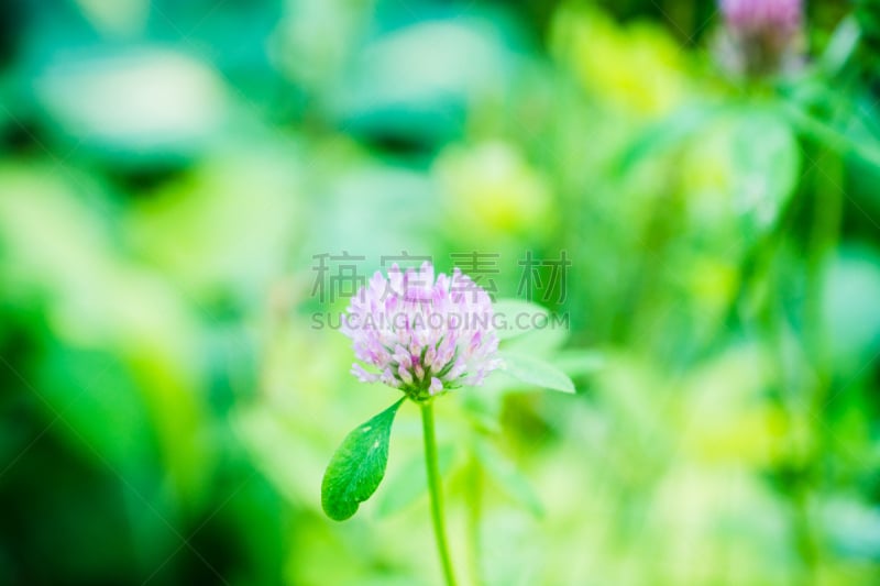 三叶草,三叶草芽,菜园,红羽毛三叶草,小的,植物,背景,夏天,植物茎,草地