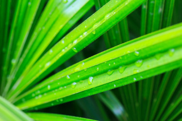 植物,动物,热带雨林,夏天,明亮,绿色,式样,纹理,干净,湿