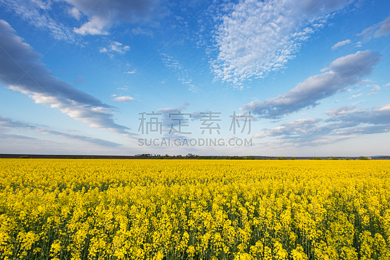 油菜花,乌克兰,田地,黄色,自然,天空,水平画幅,地形,无人,蓝色