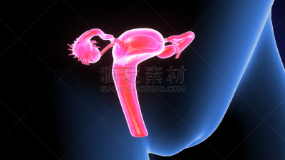 人体结构,绘画插图,三维图形,女性生殖系统,输卵管,子宫颈,生殖器官,骨盆,卵巢,妇科检查