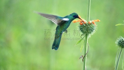 紫耳峰鸟,自然,荧光色,乡村,拉丁美洲,图像,厄瓜多尔,小的,鸟类,蜂鸟