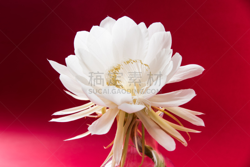 荷花,分离着色,美,稀缺,芳香的,水平画幅,夜晚,无人,喜马拉雅山脉,异国情调