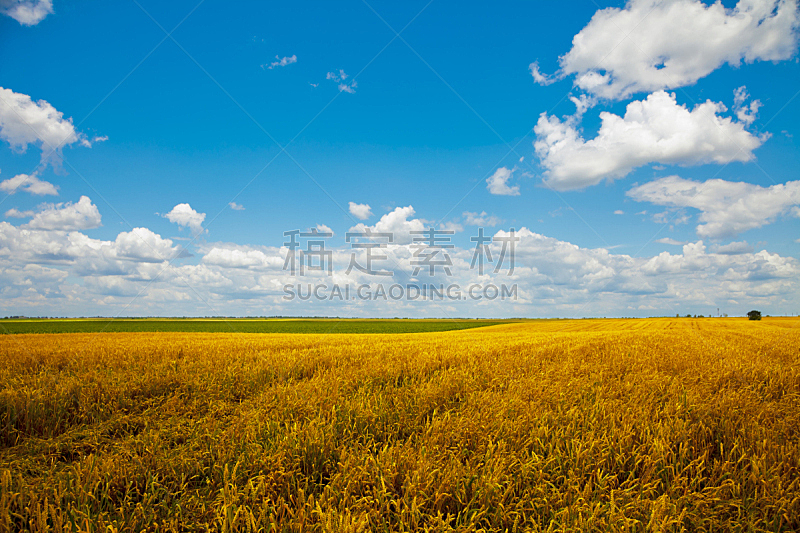 田地,小麦,天空,水平画幅,山,无人,夏天,户外,云景,稻草