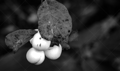 秋天,森林,星裂硬皮马勃,自然,真菌,水平画幅,地形,无人,蘑菇,丹麦