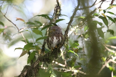 小猫头鹰,山,印度尼西亚,苏门答腊岛,自然,美,danum valley conservation area,野生动物,水平画幅,无人