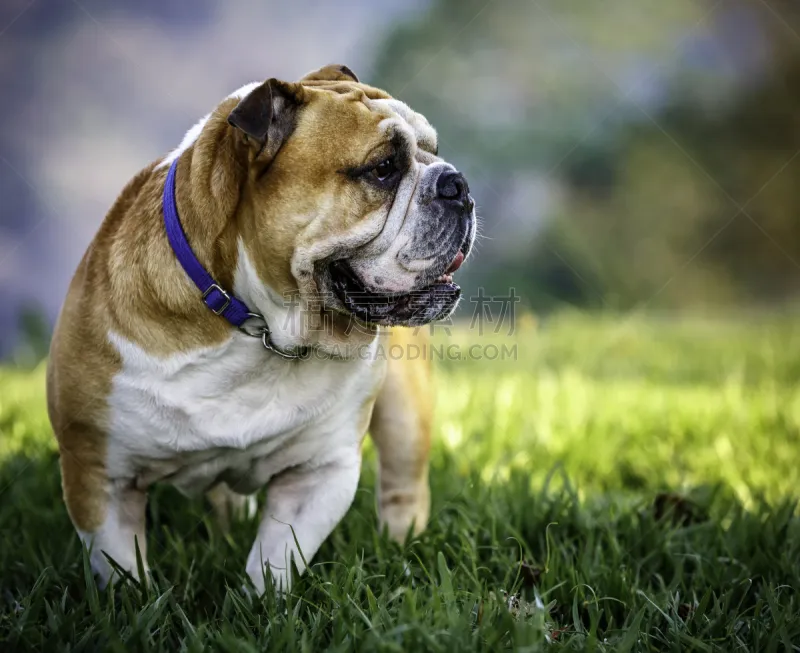 英格兰斗牛犬 正面视角 雄性动物 斗牛犬 18到23个月 委内瑞拉 一只动物 皱纹 幼小动物 褐色图片素材下载 稿定素材 英格兰斗牛犬 正面视角 雄性动物 斗牛犬 18到23个月 委内瑞拉 一只动物 皱纹 幼小动物 褐色图片素材下载 稿定素材