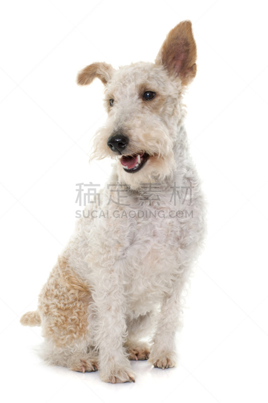 福克斯猎狐犬,雌性动物,猎犬,垂直画幅,纯种犬,小的,无人,梗犬,白色背景,背景分离