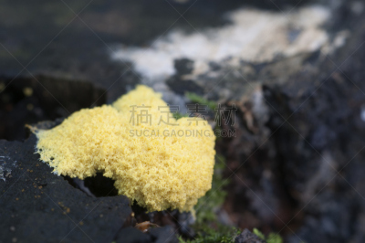 蘑菇,粘液菌,褐色,软泥模子类,水平画幅,小的,无人,苔藓,户外,生物学