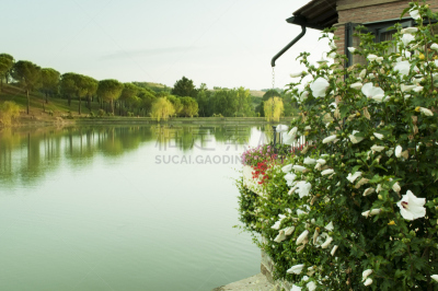 湖,白色,佛蒙特,水平画幅,餐刀,夏天,户外,花束,餐巾,餐位