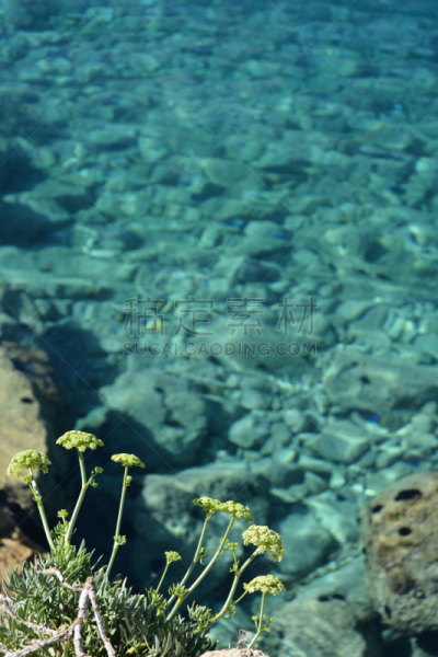 海茴香,自然,垂直画幅,水,芳香的,无人,夏天,户外,野生植物,海洋