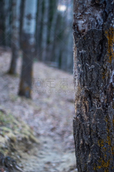 黄昏,秋天,森林,地形,暗色,蓝色,早晨,秘密,背景,自然