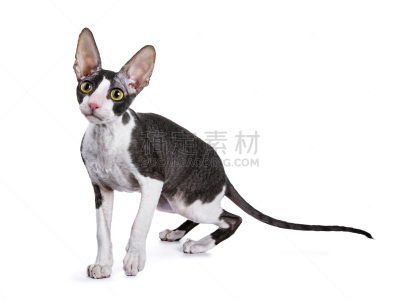 力克斯兔,猫,小猫,白色背景,康沃尔,分离着色,睾丸,水平画幅,进行中,老鼠