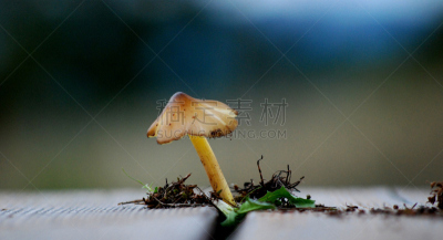 蘑菇,自然,饮食,石南花,水平画幅,秋天,无人,有毒生物体,户外,食用菌