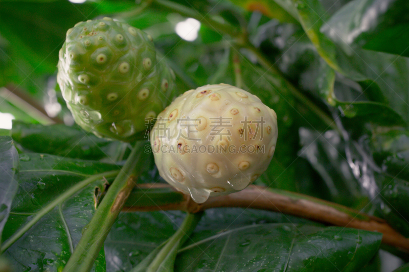 Noni fruit