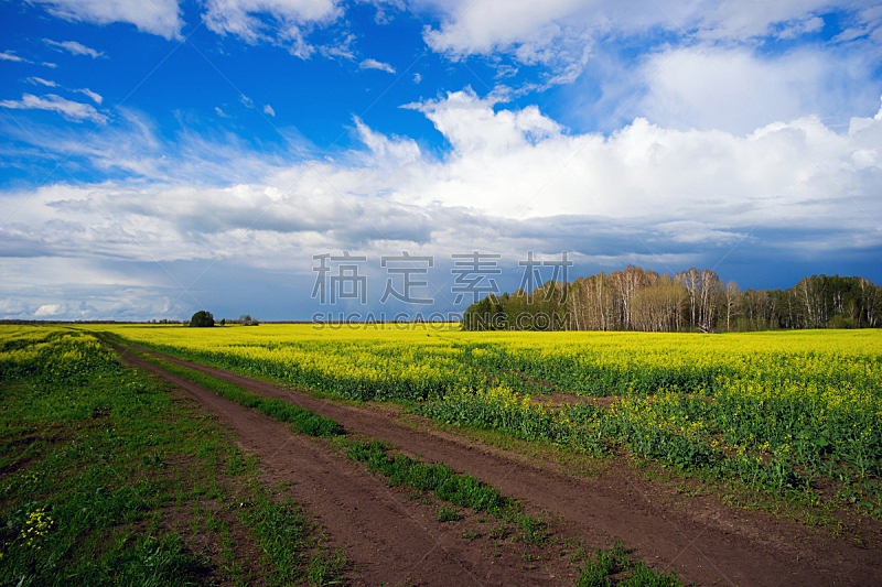 黄色,田地,油菜花,路,在之间,自然,草地,水平画幅,无人,蓝色