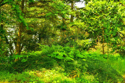植物园,美,公园,水平画幅,喷泉,草坪,夏天,户外,草,植物