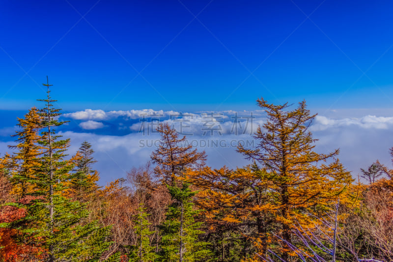 天空,地形,秋天,斯巴鲁,车站,森林,叶子,风景,高大的,树