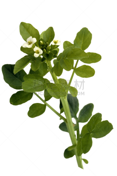 豆瓣菜,旱金莲花,Bouquet Garni,草本园,水芹,垂直画幅,无人,花序,健康保健,花