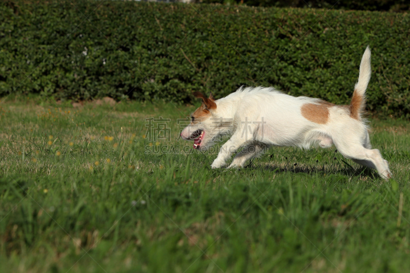 杰克拉瑟短腿犬,福克斯猎狐犬,猎犬,径赛项目,体育比赛,纯种犬,水平画幅,嬉戏的,梗犬,哈巴狗