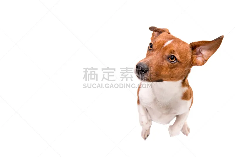 狗 看 白色背景 杰克拉瑟短腿犬 腿 小的 猎犬 分离着色 坐 上升图片素材下载 稿定素材