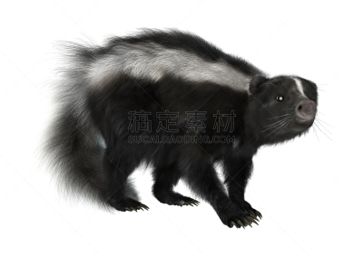 臭鼬,白色,三维图形,斑纹臭鼬,臭,威斯康星,自然,机敏,野生动物,毛皮