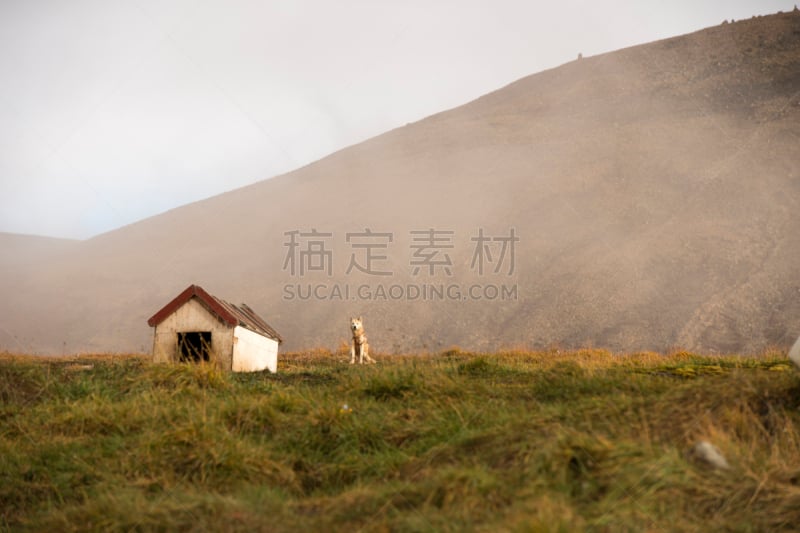 小狗,格陵兰,山,狗拉雪橇比赛,雪橇犬,阿拉斯加,水平画幅,雪,旅行者,户外