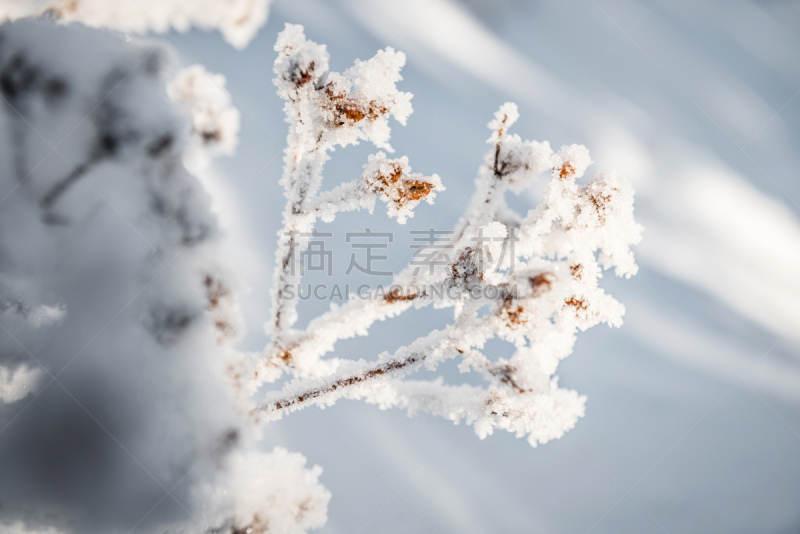 冬天,徒步旅行,水平画幅,山,德国高速列车,雪,无人,户外,冰晶,白色