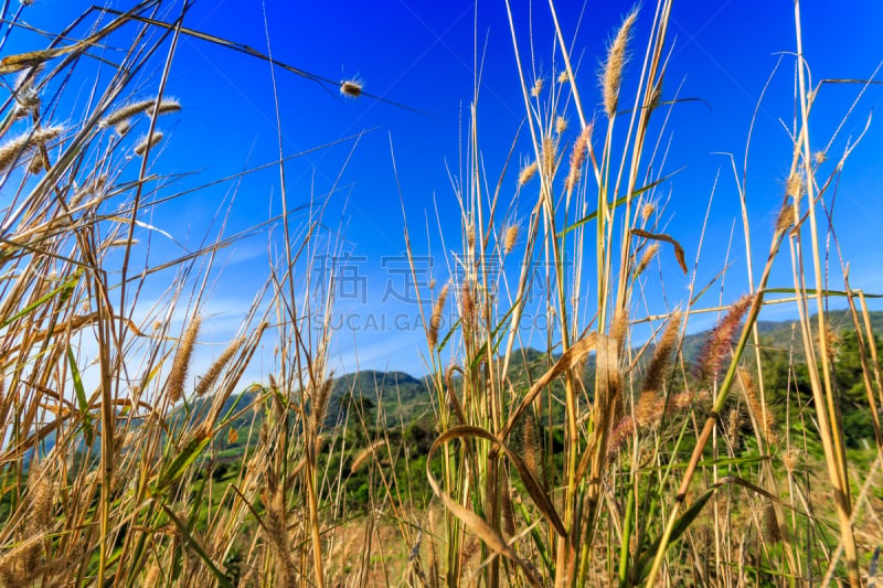 山,白昼,海防,水平画幅,无人,热带雨林,户外,草,中长距离,雨林