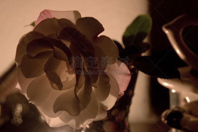 我爱你,自然,美,烛光,水平画幅,中世纪花饰字母,轻的,玫瑰,花,摄影